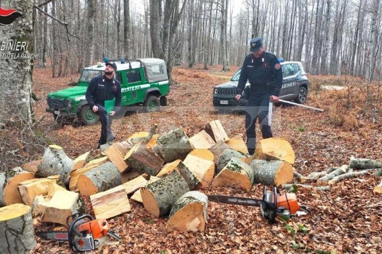 Bloccate due persone per furto di legna nel Parco della Sila