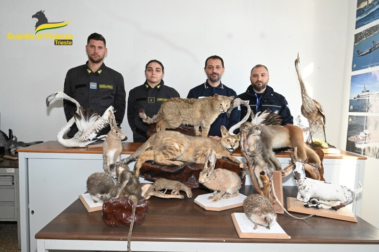 Trieste | Agenzia Dogane e GdF sequestrano 24 animali tassidermizzati