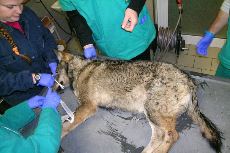 Pavia | I forestali hanno denunciato il ritrovamento di un lupo ferito con un gancio metallico.