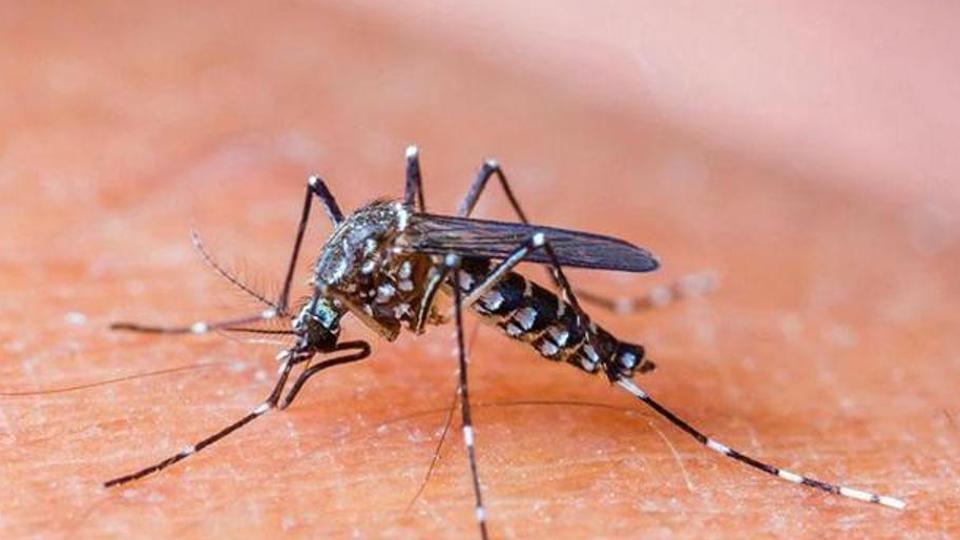 Ferrara | Nuovo caso virus dengue su persona rientrata da un viaggio