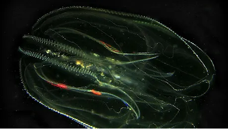 La “noce di mare”: questa specie aliena è il nuovo incubo della laguna di Venezia